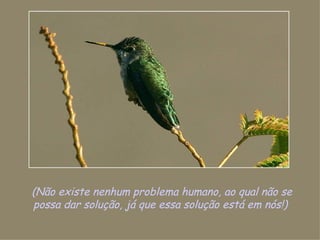 (Não existe nenhum problema humano, ao qual não se possa dar solução, já que essa solução está em nós!)  
