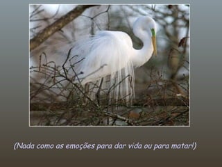 (Nada como as emoções para dar vida ou para matar!) 