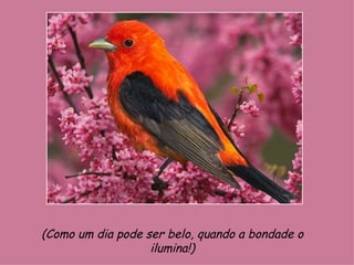 (Como um dia pode ser belo, quando a bondade o  ilumina!)  