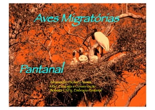 Aves Migratórias



Pantanal 
     Alessandro Pacheco Nunes
     MSc. Ecologia e Conservação
     Bolsista CNPq, Embrapa Pantanal
 