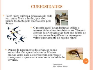 CURIOSIDADES Põem entre quatro a cinco ovos de cada vez, entre Maio e Junho, que são incubados tanto pelo macho como pela fêmea. O mesmo casal de andorinhas utiliza o mesmo ninho durante vários anos. Têm um sentido de orientação tão bom que depois de voar centenas de quilómetros conseguem voltar exactamente ao mesmo ninho. Depois do nascimento das crias, os papás andorinha têm que alimentar os filhotes muitas vezes para eles crescerem depressa e começarem a aprender a voar antes do início do Inverno. Trabalho de: Iúri, Nidson, Júnior. 