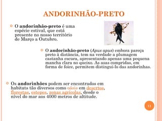 ANDORINHÃO-PRETO O  andorinhão-preto  é uma espécie estival, que está presente no nosso território de Março a Outubro. O  andorinhão-preto  ( Apus apus ) embora pareça preto à distância, tem na verdade a plumagem castanha escura, apresentando apenas uma pequena mancha clara no queixo. As asas compridas, em forma de foice, permitem distingui-lo das andorinhas. Os  andorinhões  podem ser encontrados em habitats tão diversos como  oásis  em  desertos ,  florestas ,  estepes ,  zonas agrícolas , desde o nível do mar aos 4000 metros de altitude. 