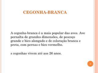 CEGONHA-BRANCA A cegonha-branca é a mais popular das aves. Ave pernalta de grandes dimensões, de pescoço grande e bico alongado e de coloração branca e preta, com pernas e bico vermelho.  As cegonhas vivem até aos 26 anos. 