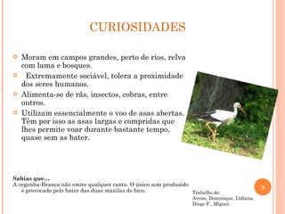 CURIOSIDADES Moram em campos grandes, perto de rios, relva com lama e bosques. Extremamente sociável, tolera a proximidade dos seres humanos.  Alimenta-se de rãs, insectos, cobras, entre outros. Utilizam essencialmente o voo de asas abertas. Têm por isso as asas largas e compridas que lhes permite voar durante bastante tempo, quase sem as bater. Sabias que… A cegonha-Branca não emite qualquer canto. O único som produzido é provocado pelo bater das duas maxilas do bico. Trabalho de: Avran, Dominique, Lidiana, Diogo F., Miguel. 