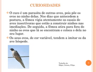 O cuco é um parasita de outras aves, pois põe os ovos no ninho delas. Nos dias que antecedem a postura, a fêmea vigia atentamente os casais de aves insectívoras que estão a construir ninhos nas imediações. De seguida, a fêmea atira para fora do ninho os ovos que lá se encontram e coloca o dela no seu lugar. Os seus ovos, de cor variável, tendem a imitar os da ave hóspede. CURIOSIDADES Trabalho de: Edgar, Gerson, Filipe. 