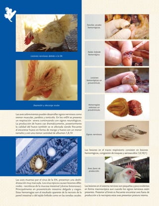 3


                                                                             Toncilas cecales
                                                                              hemorrágicas.




                                                                              Tejido linfoide
                                                                               hemorrágico.
                   Lesiones nerviosas debido a la EN.




                                                                                Lesiones
                                                                            hemorrágicas en
                                                                             proventrículo.




                      Depresión y descarga ocular.                            Hemorragias
                                                                               extensas en
                                                                              provéntriculo.

    Las aves sobrevivientes pueden desarrollar signos nerviosos como
    tremor muscular, parálisis y torticolis. En los vnEN se presenta
    un respiración severa continuando con signos neurológicos.
    La producción de huevo cae dramáticamente, posteriormente
    la calidad del huevo también se ve afectada siendo frecuente
    el encontrar huevo en forma de mango y huevo con un menor
    tamaño y con una menor cantidad de albumen.1,8,10
                                                                            Signos nerviosos.




                                                                           Las lesiones en el tracto respiratorio consisten en lesiones
                                                                           hemorrágicas, congestión de traquea y aerosaculitis.1,8,10(1)




                                                                              Aves fuera de
                                                                               producción.



    Las aves muertas por el virus de la EN, presentan una deshi-
    dratación muy marcada. Los virus típicos causan lesiones difte-
    roides - necróticas de la mucosa intestinal (úlceras botonosas).       Las lesiones en el sistema nervioso son pequeñas y poco evidentes
    Principalmente en proventrículo intestino delgado y ciegos.            en forma macroscópica aun cuando los signos nerviosos estén
    Estas hemorragias son el resultado aparente de la necrosis de la       presentes. Posterior al brote es frecuente encontrar aves fuera de
    pared intestinal o del tejido linfoide como en las tonsilas cecales.   producción a la necropsia estas aves presentan postura interna.
 