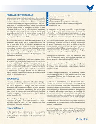 4


PRUEBAS DE PATOGENICIDAD                                               Aislamiento y caracterización del virus
Las pruebas de patogenicidad son usadas para determinación             Vacunación
de la virulencia de las cepas virales. Originalmente las cepas         Seguimiento serológico
de la EN se determinaron de acuerdo al promedio al tiempo              Tratamiento térmico de gallinazas y pollinazas.
de muerte de los embriones de pollo posterior a la infección.          Procesado de la mortalidad a través del composteo.
Las pruebas de diferenciación tardía fueron basadas sobre              Bioseguridad.(5)
pruebas in vivo usando la enfermedad o muerte en aves
infectadas. Diferentes vías de infección fueron usadas en           La vacunación de las aves comerciales en sus distintas
esta prueba, la vía intracerebral en pollos al día de edad          formas de producción es la única manera de reducir la
donde obtenemos el índice de patogenicidad intracerebral            enfermedad y por lo tanto las perdidas resultantes de esta.
(ICPI) y la vía intravenosa en aves de 6 semanas para el índice     La vacunación debe limitar la transmisión de la enfermedad
de patogenicidad intravenosa (IVPI).                                por la inducción de una suficiente inmunidad protectiva.(1)

Se calculan de acuerdo a la severidad de los síntomas de la         Muchas de las vacunas vivas que actualmente son usadas en
enfermedad. En la prueba ICPI, el escore promedio por ave           muchos otros paises son derivadas de las cepas lentogénicas
por 24 horas sobre 8 días es estimado. Generalmente los             de campo. Todavía estas cepas tienen un residuo variable de
virus lentogénicos tienen índices de 0.6, los virus entéricos       patogenicidad y por consecuencia se producen reacciones
asintomático generalmente presentan índices ligeramente             vacunales inevitables.(1) Estas vacunas producen IgA princi-
más bajos, los virus mesogénicos usualmente alrededor de            palmente inmunidad de tipo local y cierto grado de IgG,
1.4 y los virus velogénicos entre 1.7 y 2. En la Unión Europea      producción de inmunidad celular e interferón.(5)
(EEC) los aislamientos de virales de la EN mayores de 0.7 son
considerados virulentos.(1)                                         Un programa de control de la EN que solo use vacunas vivas
                                                                    no es suficiente para brindar protección efectiva contra un
Los anticuerpos monoclonales (Macs), son capaces de detec-          desafio velogénico.(Kapezynki y King 2005) (2)(5)
tar variación en la antigenicidad, tales como un simple cambio
en un aminoácido de los epitopes a los cuales los Ac son            El empleo de un programa de vacunación más agresivo
dirigidos. Análisis realizados por este método han demostrado       donde se empleen vacunas vivas e inactivadas, es necesario
que los virus tienden a permanecer sin cambios durante un           en lugares o países donde exista la posibilidad de un desafío
brote o epizootia, pudiendo seguir además de su diagnóstico         velogénico. (5,8)
su diseminación y su origen. Además por este método se
pueden distinguir cepas vacunales como la Hitchner B1 y La          En México las perdidas causadas por brotes en el pasado
Sota de los virus epizoóticos.(1)                                   fueron muy significativas. En 1975 comenzó el uso de vacunas
                                                                    inactivadas en México lo que significo un parteaguas en los
                                                                    resultados productivos. (2)
DIAGNÓSTICO
Aunque se considera que las lesiones de la EN son patogno-          En este año se hace extensivo el uso de las vacunas emul-
mónicas de la enfermedad. Es conveniente realizar aislamiento       sionadas con excelentes resultados en la mortalidad. (2)
viral para su diagnóstico. La serología puede ser usada como        Estas vacunas confieren altos niveles de protección por la
herramienta en el diagnóstico sobre todo en países donde no         producción de Ac principalmente IgG a nivel humoral. Estas
se lleva acabo la vacunación. El aislamiento viral se pude llevar   vacunas no impiden la diseminación del virus, pero si reduce
acabo a partir de muestras de tejido o de hisopos traqueales y      su replicación además de proteger contra la mortalidad de
cloacales inoculados en embriones de 8 a 10 días de edad vía        las aves que sin este tipo de vacunas se hace presente.(5)Estas
cavidad alantoidea.(1)                                              vacunas emulsionadas son muy usadas en las ponedoras para
                                                                    conferir protección durante todo el ciclo de producción.(1)
Otros métodos para el diagnóstico son la tinción de inmuno-
fluorecencia de tejidos y la reacción en cadena de la trans-        Los Ac humorales se detectan entre los 7 y 10 días posterior a
criptasa de reversa (RT-PCR). HI y el ELISA son usados para         una exposición, alcanzando su nivel máximo a las 4 semanas
la vigilancia o monitoreo serológico.(3)                            posterior a la exposición.

VACUNACIÓN vs. EN                                                   La aplicación de estas vacunas vivas y emulsionadas es
                                                                    laboriosa y difícil ya que se lleva acabo en forma individual
En las regiones donde prácticamente se convive con la               y requiriere de personal capacitado para efectuar la inmuni-
enfermedad y donde el sacrificio de los lotes afectados no es       zación de parvadas grandes. (1)
posible, las medidas de control de la EN a implementar son
las siguientes:
 