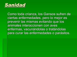 Sanidad Como toda crianza, los Gansos sufren de ciertas enfermedades, pero lo mejor es prevenir las mismas evitando que los animales interaccionen con aves enfermas, vacunándolas o tratándolas para curar las enfermedades o parásitos. 