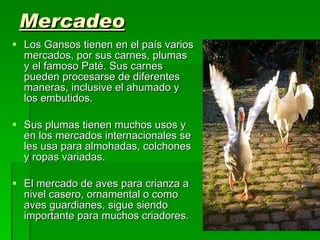 Mercadeo Los Gansos tienen en el país varios mercados, por sus carnes, plumas y el famoso Paté. Sus carnes pueden procesarse de diferentes maneras, inclusive el ahumado y los embutidos. Sus plumas tienen muchos usos y en los mercados internacionales se les usa para almohadas, colchones y ropas variadas. El mercado de aves para crianza a nivel casero, ornamental o como aves guardianes, sigue siendo importante para muchos criadores. 