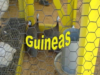 Guineas 
