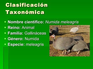 Clasificación Taxonómica Nombre científico:  Numida meleagris Reino:  Animal  Familia:  Gallináceas  Género:  Numida  Especie:  meleagris 