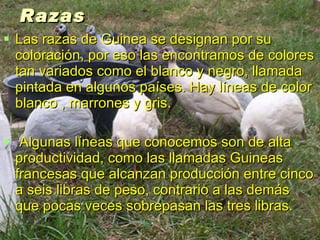 Razas Las razas de Guinea se designan por su coloración, por eso las encontramos de colores tan variados como el blanco y negro, llamada pintada en algunos países. Hay líneas de color blanco , marrones y gris. Algunas líneas que conocemos son de alta productividad, como las llamadas Guineas francesas que alcanzan producción entre cinco a seis libras de peso, contrario a las demás que pocas veces sobrepasan las tres libras. 