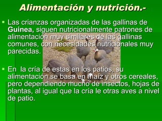 Alimentación y nutrición.- Las crianzas organizadas de las gallinas de  Guinea,  siguen nutricionalmente patrones de alimentación muy similares de las gallinas comunes, con necesidades nutricionales muy parecidas.  En  la cría de estas en los patios, su alimentación se basa en maíz y otros cereales, pero dependiendo mucho de insectos, hojas de plantas, al igual que la cría le otras aves a nivel de patio. 