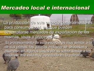 Mercadeo local e internacional La producción de esta especie generalmente es para consumo local, aunque pueden desarrollarse mercados de exportación de las mismas, vivas o procesadas. El procesamiento de esta especie es muy similar a la de sus primas, las gallinas inclusive se  procesan y ahumean en algunos casos por su sabor similar a los faisanes, ave esta muy apreciada en la culinaria. 