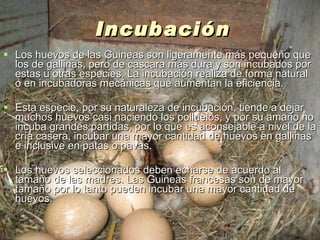 Incubación Los huevos de las Guineas son ligeramente más pequeño que los de gallinas, pero de cascara más dura y son incubados por estas u otras especies. La incubación realiza de forma natural o en incubadoras mecánicas que aumentan la eficiencia. Esta especie, por su naturaleza de incubación, tiende a dejar muchos huevos casi naciendo los polluelos, y por su amaño no incuba grandes partidas, por lo que es aconsejable a nivel de la cría casera, incubar una mayor cantidad de huevos en gallinas e inclusive en patas o pavas. Los huevos seleccionados deben echarse de acuerdo al tamaño de las madres. Las Guineas francesas son de mayor tamaño por lo tanto pueden incubar una mayor cantidad de huevos. 
