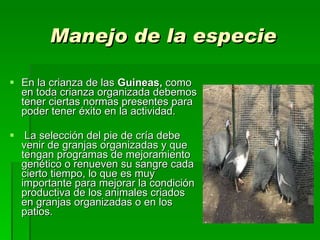 Manejo de la especie En la crianza de las  Guineas,  como en toda crianza organizada debemos tener ciertas normas presentes para poder tener éxito en la actividad. La selección del pie de cría debe venir de granjas organizadas y que tengan programas de mejoramiento genético o renueven su sangre cada cierto tiempo, lo que es muy importante para mejorar la condición productiva de los animales criados en granjas organizadas o en los patios.   