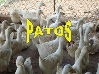 PATOS 