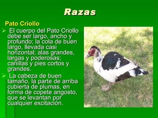 Razas Pato Criollo El cuerpo del Pato Criollo debe ser largo, ancho y profundo; la cola de buen largo, llevada casi horizontal; alas grandes, largas y poderosas; canillas y pies cortos y grandes. La cabeza de buen tamaño, la parte de arriba cubierta de plumas, en forma de copete angosto, que se levantan por cualquier excitación. 