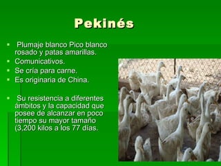 Pekinés   Plumaje blanco Pico blanco rosado y patas amarillas. Comunicativos.  Se cría para carne. Es originaria de China. Su resistencia a diferentes ámbitos y la capacidad que posee de alcanzar en poco tiempo su mayor tamaño (3,200 kilos a los 77 días. 
