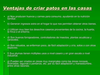 Ventajas de criar patos en las casas a) Nos producen huevos y carnes para consumo, ayudando en la nutrición familiar. b) Generan ingresos extra en el hogar lo que nos permiten obtener otros bienes. c) Utilizan muy bien los desechos caseros provenientes de la cocina, la huerta, la finca o el entorno. d) Son buenos forrajeadores, controladores de insectos, plantas acuáticas y caracoles. e) Son robustos, se enferman poco, de fácil adaptación y cría, solos o con otras especies. f) Sus plumas tienen múltiples usos a nivel casero y en gran escala a nivel industrial. g) Pueden ser criados en áreas muy marginales como las áreas rocosas, inclinadas, lagunas o pantanos, etc. por su fácil adaptación y mansedumbre, entre otras razones. 