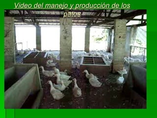 Video del manejo y producción de los patos 