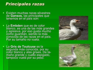 Principales razas Existen muchas razas silvestres de  Gansos,  las principales que tenemos en el país son: La  Embden  que es de color blanco, es una de las más grandes y agresiva, por eso gusta mucho como guardián, siendo la más conocida de las razas en el país. Por su tamaño no vuela. La  Gris de Toulcuse  es la segunda más conocida, por su color blanco y alas grises. De ta-maño grande y cuello espigado, tampoco vuela por su peso. 