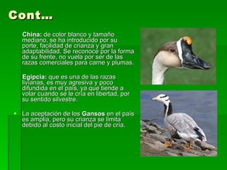 Cont… China:  de color blanco y tamaño mediano, se ha introducido por su porte, facilidad de crianza y gran adaptabilidad. Se reconoce por la forma de su frente, no vuela por ser de las razas comerciales para carne y plumas. Egipcia:  que es una de las razas livianas, es muy agresiva y poco difundida en el país, ya que tiende a volar cuando se le cría en libertad, por su sentido silvestre. La aceptación de los  Gansos  en el país es amplia, pero su crianza se limita debido al costo inicial del pie de cría. 