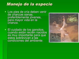 Manejo de la especie Los pies de cría deben venir de crianzas sanas, preferiblemente jóvenes, para mayor vida en la crianza. El cuidado de los gansitos, cuando están recién nacidos es muy importante para que estos sobrevivan a las condiciones del ambiente.  