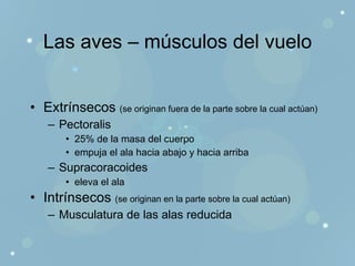 Las aves – músculos del vuelo Extrínsecos  (se originan fuera de la parte sobre la cual actúan) Pectoralis 25% de la masa del cuerpo empuja el ala hacia abajo y hacia arriba Supracoracoides eleva el ala  Intrínsecos  (se originan en la parte sobre la cual actúan) Musculatura de las alas reducida 