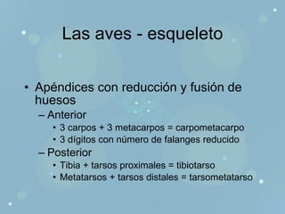 Las aves - esqueleto Apéndices con reducción y fusión de huesos Anterior 3 carpos + 3 metacarpos = carpometacarpo 3 dígitos con número de falanges reducido Posterior Tibia + tarsos proximales = tibiotarso Metatarsos + tarsos distales = tarsometatarso 