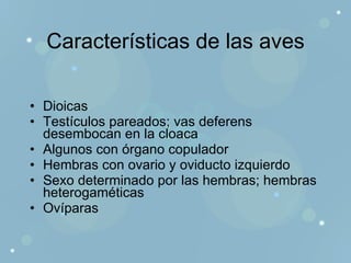 Características de las aves Dioicas Testículos pareados; vas deferens desembocan en la cloaca  Algunos con órgano copulador Hembras con ovario y oviducto izquierdo Sexo determinado por las hembras; hembras heterogaméticas Ovíparas 