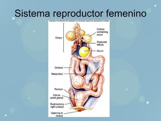 Sistema reproductor femenino 