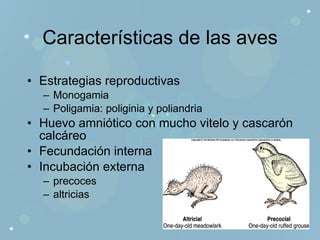 Características de las aves Estrategias reproductivas Monogamia Poligamia: poliginia y poliandria Huevo amniótico con mucho vitelo y cascarón calcáreo Fecundación interna Incubación externa precoces altricias 
