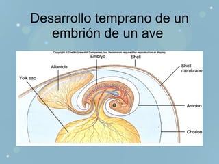 Desarrollo temprano de un embrión de un ave  