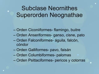 Subclase Neornithes Superorden Neognathae Orden Ciconiiformes- flamingo, buitre Orden Anseriformes- ganso, cisne, pato Orden Falconiformes- águila, falcón, cóndor Orden Galliformes- pavo, faisán Orden Columbiformes- palomas Orden Psittaciformes- pericos y cotorras 
