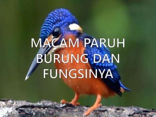 101+ Gambar Burung Dan Fungsinya Gratis