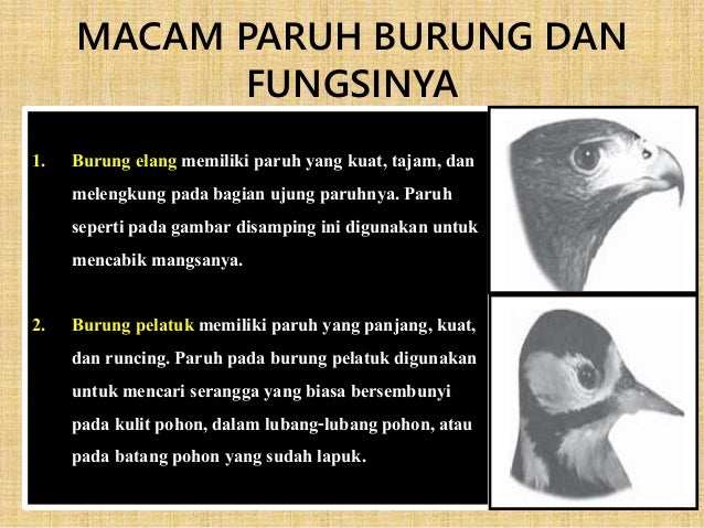 Bentuk Paruh Burung Elang Bengkok Dan Tajam Yang Mempunyai Fungsi Untuk