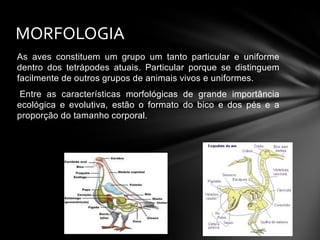 MORFOLOGIA
As aves constituem um grupo um tanto particular e uniforme
dentro dos tetrápodes atuais. Particular porque se distinguem
facilmente de outros grupos de animais vivos e uniformes.
Entre as características morfológicas de grande importância
ecológica e evolutiva, estão o formato do bico e dos pés e a
proporção do tamanho corporal.

 