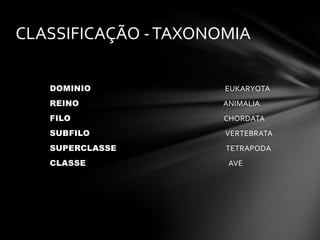 CLASSIFICAÇÃO - TAXONOMIA
DOMINIO

EUKARYOTA

REINO

ANIMALIA

FILO

CHORDATA

SUBFILO

VERTEBRATA

SUPERCLASSE

TETRAPODA

CLASSE

AVE

 