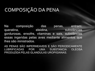 COMPOSIÇÃO DA PENA
Na
composição
das
penas,
entram:
queratina,
eleidina,
substâncias
gordurosas, enxofre, vitaminas e sais, substâncias
essas ingeridas pelas aves mediante alimentos que
lhes são ministrados.
AS PENAS SÃO IMPERMEAVEIS E SÃO PERIODICAMENTE
LUBRIFICADAS
POR
UMA
SUBSTANCIA
OLEOSA
PRODUZIDA PELAS GLANDULAS UROPIGIANAS.

 
