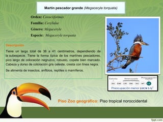 Martín pescador grande (Megaceryle torquata)
Descripción
Tiene  un  largo  total  de  36  a  41  centímetros,  dependiendo  de 
la subespecie.  Tiene  la  forma  típica  de  los  martínes  pescadores, 
pico largo de coloración negruzco, robusto, copete bien marcado. 
Cabeza y dorso de coloración gris celeste, cresta con línea negra. 
Se alimenta de insectos, anfibios, reptiles o mamíferos. 
Piso Zoo geográfico: Piso tropical noroccidental
Orden: Coraciiformes
Familia: Cerylidae
Género: Megaceryle
Especie: Megaceryle torquata
 