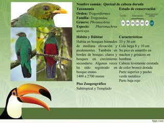 Nombre común: Quetzal de cabeza dorada
Taxonomía Estado de conservación
Orden: Trogoniformes
Familia: Trogonidae
Género: Phromachrus
Especie: Pharomachrus
auriceps
Hábito y Hábitat Características
Habita en bosques húmedos
de mediana elevación y
piedemontes. También en
bordes de bosque, claros y
bosques en crecimiento
secundario. Algunas veces
ha sido registrado en
bosque enano.
1400 a 2700 msnm
33 y 36 cm
Cola larga 8 y 10 cm
Su pico es amarillo en
machos y grisáceo en
hembras
Cabeza levemente crestada
de color bronce dorada
Parte superior y pecho
verde metálico
Parte baja rojo
Piso Zoogeográfico
Subtropical y Templado
 