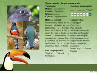 Nombre común: Trogon enmascarado
Taxonomía Estado de conservación
Orden: Trogoniformes
Familia: Trogonidae
Género: Trogon
Especie: Trogon curucui
Hábito y Hábitat Características
Generalmente habita en los
bosques húmedos ya sea
premontano o montano
entre los 1500 m sobre el
nivel del mar y hasta los
1800m. Generalmente se
encuentra en zonas de dosel
y costados de bosques de
estribación. En la región
amazónica hasta los 500m
24 cm aprox
Cola corta
Pico amarillo
Anillo ocular naranja
hembra anillo acular
blanco interrumpido
Cola negra con rayas
longitudinales blancas
Rostro y garganta
negruzcos
la cola negra con barras
blancasPiso Zoogeográfico
Tropical Oriental y
Subtropical
 
