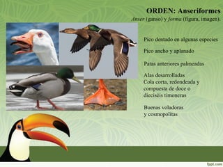 ORDEN: Anseriformes
Pico ancho y aplanado
Patas anteriores palmeadas
Alas desarrolladas
Cola corta, redondeada y
compuesta de doce o
dieciséis timoneras
Buenas voladoras
y cosmopolitas
Pico dentado en algunas especies
Anser (ganso) y forma (figura, imagen).
 