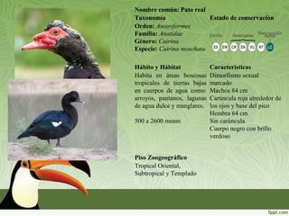 Nombre común: Pato real
Taxonomía Estado de conservación
Orden: Anseriformes
Familia: Anatidae
Género: Cairina
Especie: Cairina moschata
Hábito y Hábitat Características
Habita en áreas boscosas
tropicales de tierras bajas
en cuerpos de agua como:
arroyos, pantanos, lagunas
de agua dulce y manglares.
500 a 2600 msnm
Dimorfismo sexual
marcado
Machos 84 cm
Carúncula roja alrededor de
los ojos y base del pico
Hembra 64 cm
Sin carúncula
Cuerpo negro con brillo
verdoso
Piso Zoogeográfico
Tropical Oriental,
Subtropical y Templado
 