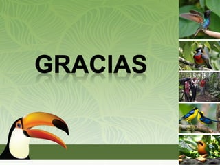 Aves representativas del Ecuador