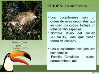ORDEN: Cuculiformes
Pirincho (Guira
guira)
(EcuRed, 2017)
• Los cuculiformes son un
orden de aves neognatas que
incluyen los cucos. Incluye un
total de 165 especies.
• Nombre latino del cuclillo
«Cuculus», «los que tienen
forma de cuclillo».
• Los cuculiformes incluyen una
sola familia:
Familia Cuculidae - cucos,
correcaminos, etc.
• Los cuculiformes son un
orden de aves neognatas que
incluyen los cucos. Incluye un
total de 165 especies.
• Nombre latino del cuclillo
«Cuculus», «los que tienen
forma de cuclillo».
• Los cuculiformes incluyen una
sola familia:
Familia Cuculidae - cucos,
correcaminos, etc.
 