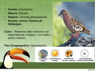 • Familia: Columbidae
• Género: Zenaida
• Especie: Zenaida galapagoensis
• Nombre común: Paloma de
Galápagos
Color: . Presentan alas marrones con
rayas blancas y negras, y un cuello y
pecho rosáceo.
Piso Zoogeografico: Galapagueño
 