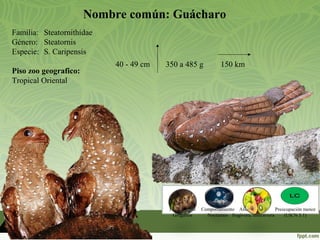 Nombre común: Guácharo
Familia: Steatornithidae
Género: Steatornis
Especie: S. Caripensis
Piso zoo geografico:
Tropical Oriental
Hábito social
Gregarios
Comportamiento
Nocturnos
Alimentación
frugívora, insectívora
Preocupación menor
(UICN 3.1)
40 - 49 cm 350 a 485 g 150 km
 