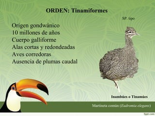 ORDEN: Tinamiformes
SP. tipo
Inambúes o Tinamúes
Martineta común (Eudromia elegans)
Origen gondwánico
10 millones de años
Cuerpo galliforme
Alas cortas y redondeadas
Aves corredoras
Ausencia de plumas caudal
 